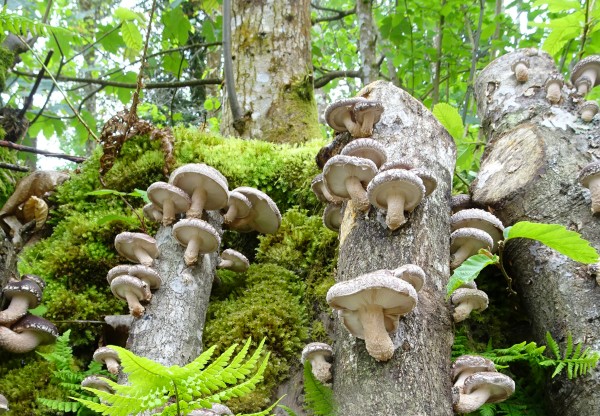 Imatge de capçalera de Fungi natur. Cultivo artesanal de setas en el bosque